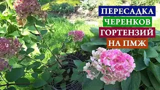 Пересадка черенков гортензий на ПМЖ