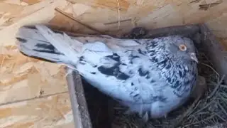 Голуби Руслана. Таганрог.