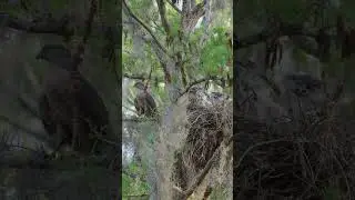 Coopers Hawk and Babies #sony200600 #wildlife #birds #raptors #sonyalpha