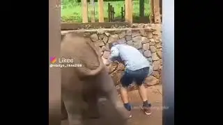 Какой умный слон 🐘😂🐘😂