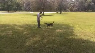 Orlando Dog Training with Central Florida Dog Trainer, Bob Gailey.