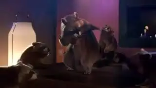 Еноты танцуют...