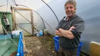 Operation Koiporn Hand Spawning at New Forest Koi Farm Part 3 #koi #koipond @New-Forest-Koi  #fry