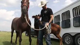 Diesel Comes Home