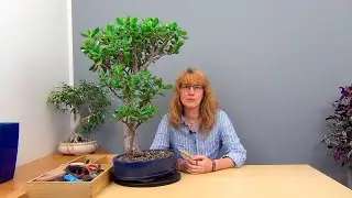 Обрезка взрослой крассулы (ч.9).
