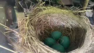 Robin Builds Nest in Ford Ranger Suspension #birds