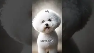 Your Month Your Dog 