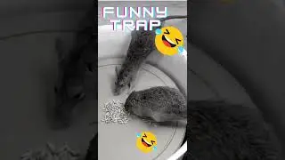 Funny Mouse trap must try this trick