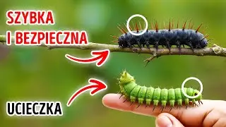 Zabawne ciekawostki o świecie, które zamienią Cię w ludzką encyklopedię