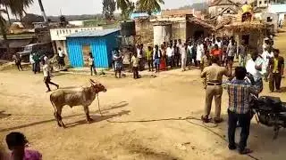 Funny ox attack