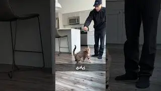 گربه بنگال🔥ظاهری شبیه به ببر#shorts
