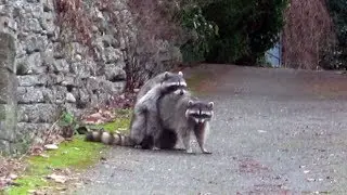 raccoons having rough sex in an alley while a crow heckles them (Seattle)