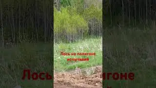 Лось выбегал прокатиться 🤣