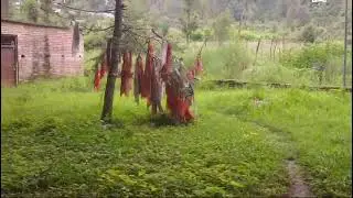 fagu shirgul Maharaj