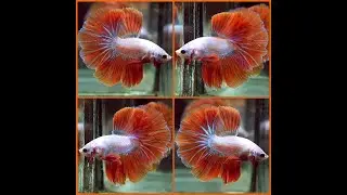 Betta Fish HALLOWEEN ORANGE SKY BLUE DRAGON Halfmoon Male X515