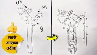 How to draw nephron diagram | easy way to draw nephron diagram