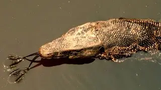 LIZARD monitor SWIMS