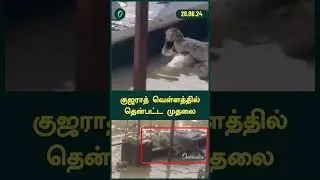 crocodile was seen moving in flood waters in Gujarat | Oneindia Tamil