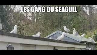 Les gang du seagull