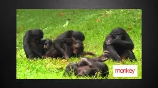 Мартышки такое вытворяют смех