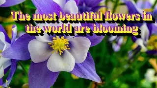 These Are The Most Beautiful Flowers In The World