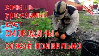 ПОСАДКА СМОРОДИНЫ весной! Соблюдая эти нехитрые правила, получите урожайный куст!