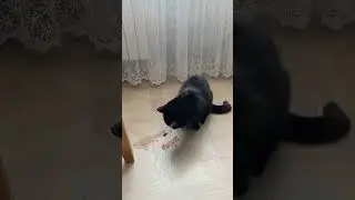 КОШКА БЛЮЁТ/THE CAT BURPS