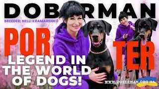 Doberman Porter: Legend in the World of Dogs! #europeandoberman