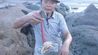 泰叔去别墅区收海货，看看这些陷阱能困住什么，这大青蟹可值钱了