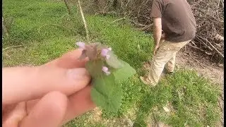 Spring Foraging for Morels and Other Wild Edibles in Virginia