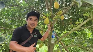 Hướng Dẫn Cách Nuôi Trái Mít Indo Ruột Đỏ Tròn Đều và Hạn Chế Méo Trái