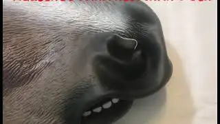 LYPUMSO MÁSCARA CABEZA DE CABALLO DE LÁTEX