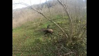 Kulağa tek atış Domuz avı