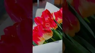 Наши тюльпаны готовы уже радовать наших любимых клиентов.#выгонкатюльпанов #выгонкатюльпановк8марта