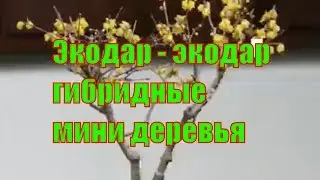 Экодар - экодар гибридные мини деревья отзывы - мини деревья. гибридные деревья! экодар.