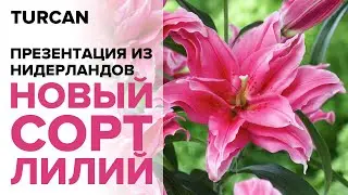 Презентация нового сорта лилий Roselily | Прямой эфир 01.06.2020