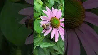 Busy bees working busily on sunny day
