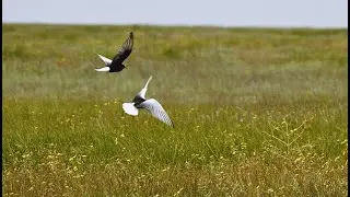 Танцы белокрылых крачек