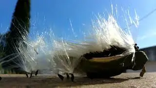 Vuela Vuela semillas de Doca o Tasi