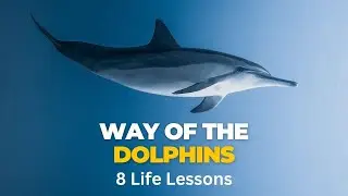 Wisdom of Dolphins - 8 Powerful Lessons for Life