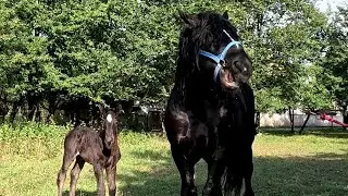 🥁🥰Ще одна лошичка🌹по Фараону 🔥PERCHERON🔥