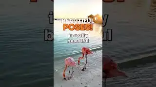 MILO IN REAL LIFE X MILO IN ZOOBA! 