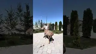 САНДЕРС- Баран производитель породы АРАШАН