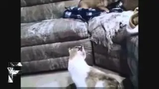 Cats+Dogs0