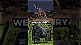 Giraffe VS Gorilla 