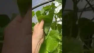 Антисипатор_Испытания 3
