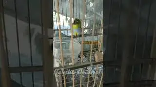 Pleci Palas Borneo gacor full isian
