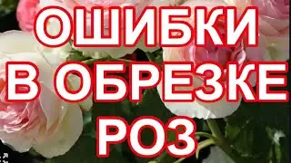 УЖАС! ОСНОВНЫЕ ОШИБКИ РОЗОВОДОВ, ПРИ ОБРЕЗКЕ РОЗ.
ВСЕГДА ЛУЧШИЙ УРОК ДЛЯ ВАС!
ПОДПИШИСЬ НЕ ПОЖАЛЕЕШЬ