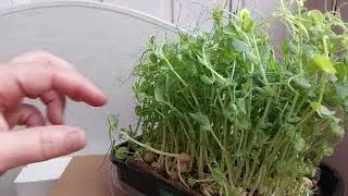 Microgreen. Микрозелень. Горох. как получить Второй урожай!