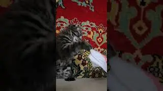 Томас Тишкович играет#shots#котенок# полосатик# матросскин#веселье#игры#вислоух#